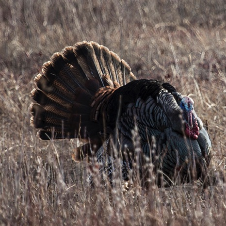Wild Turkey - NHP220 Wild Turkey - NHP220